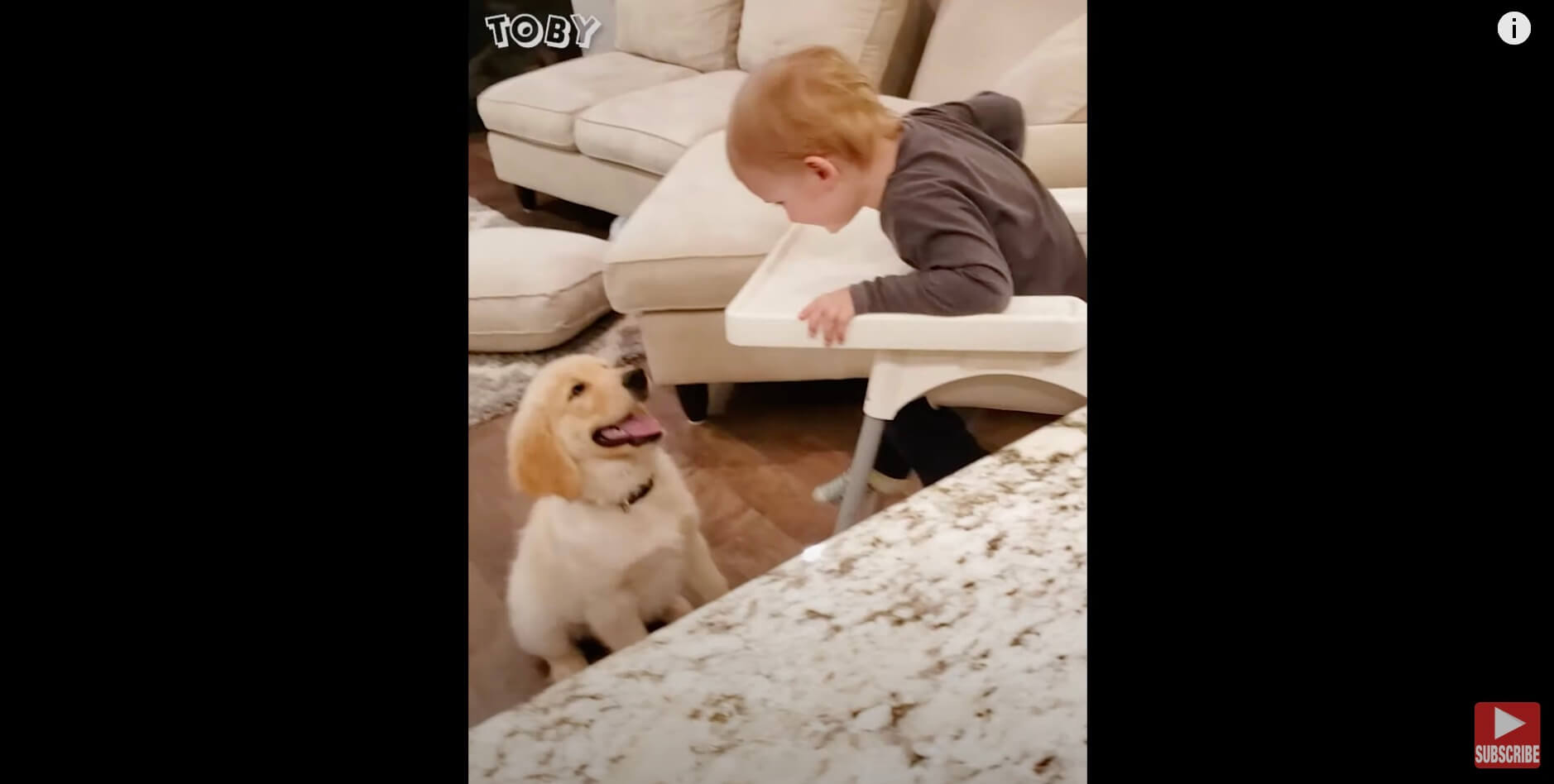 ゴールデンレトリーバー,動画