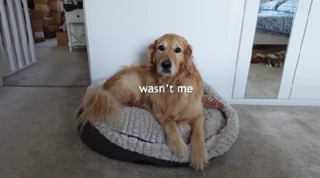 ゴールデンレトリーバー,動画