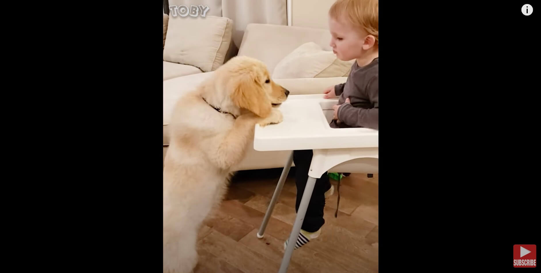 ゴールデンレトリーバー,動画