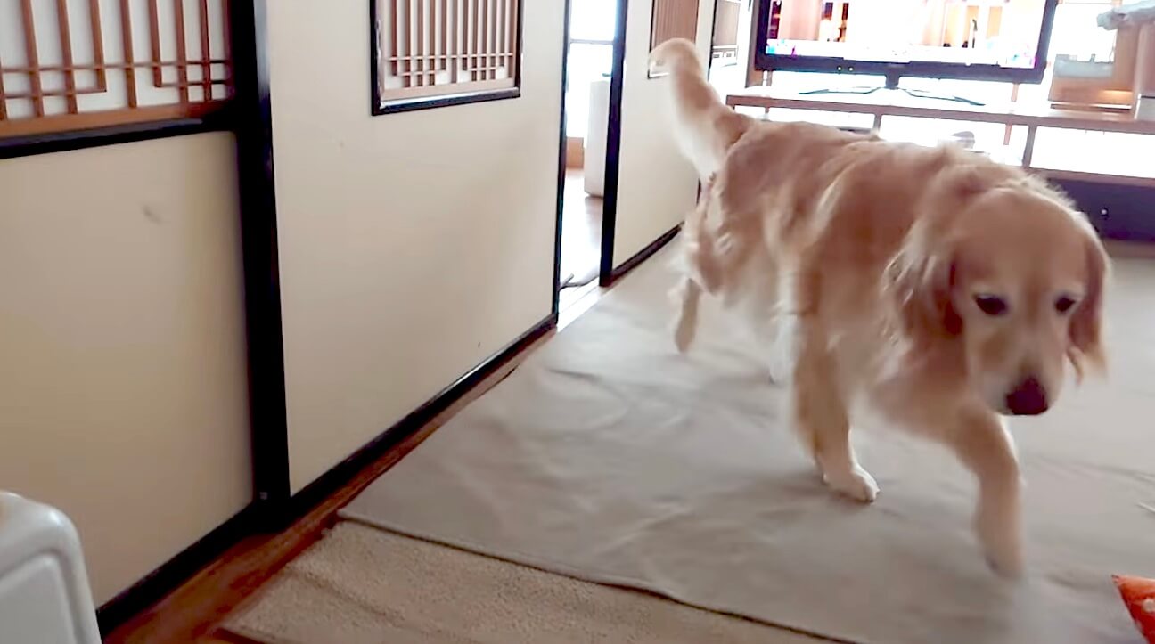 ゴールデンレトリーバー,動画