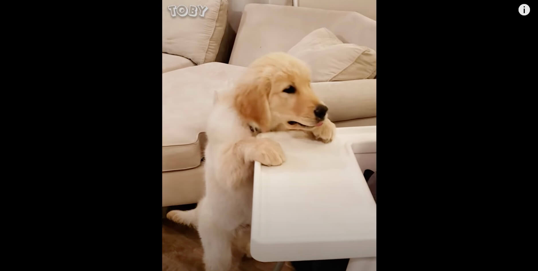 ゴールデンレトリーバー,動画