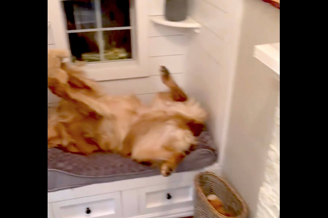 ゴールデンレトリーバー,動画