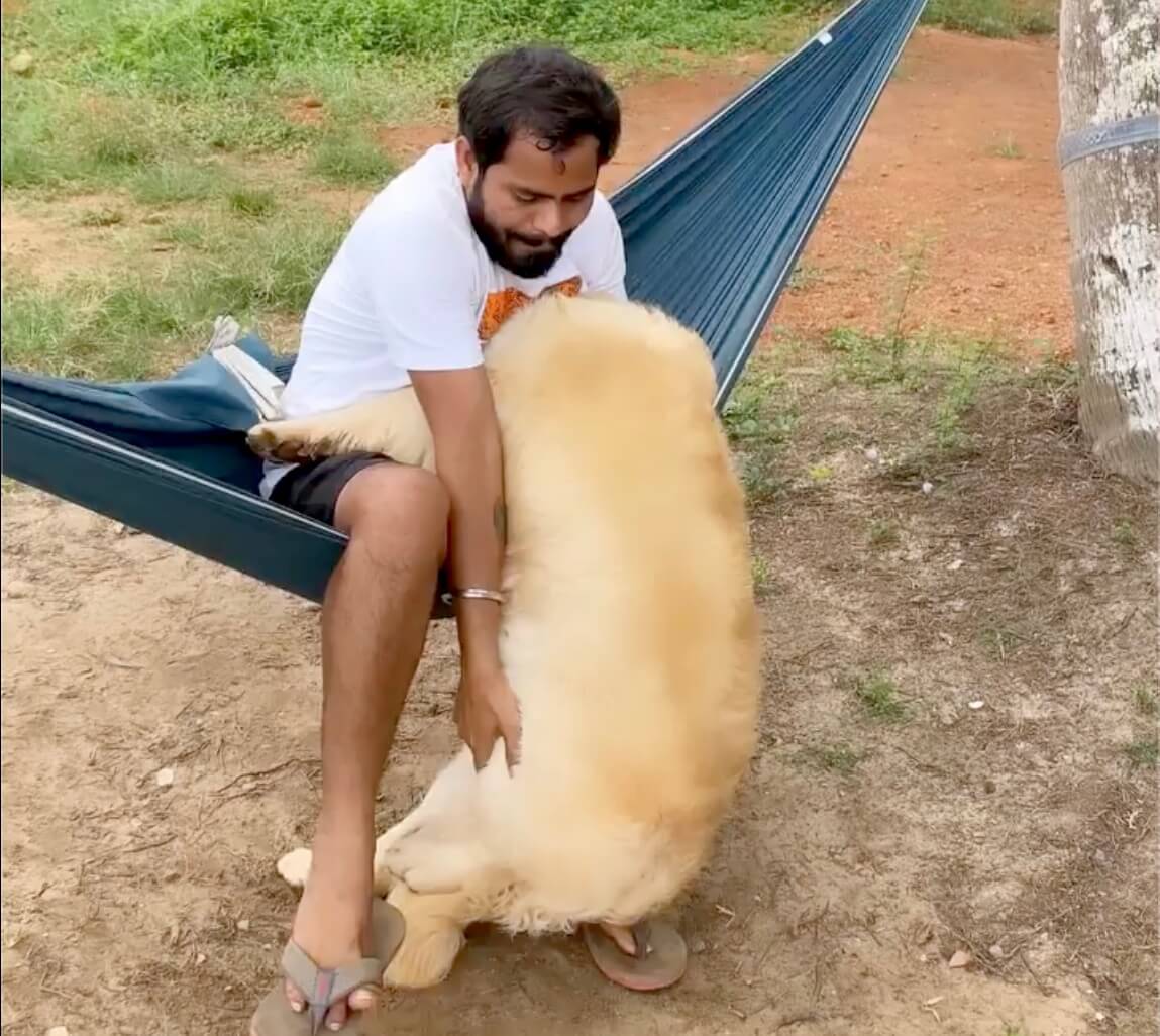 ゴールデンレトリーバー,動画