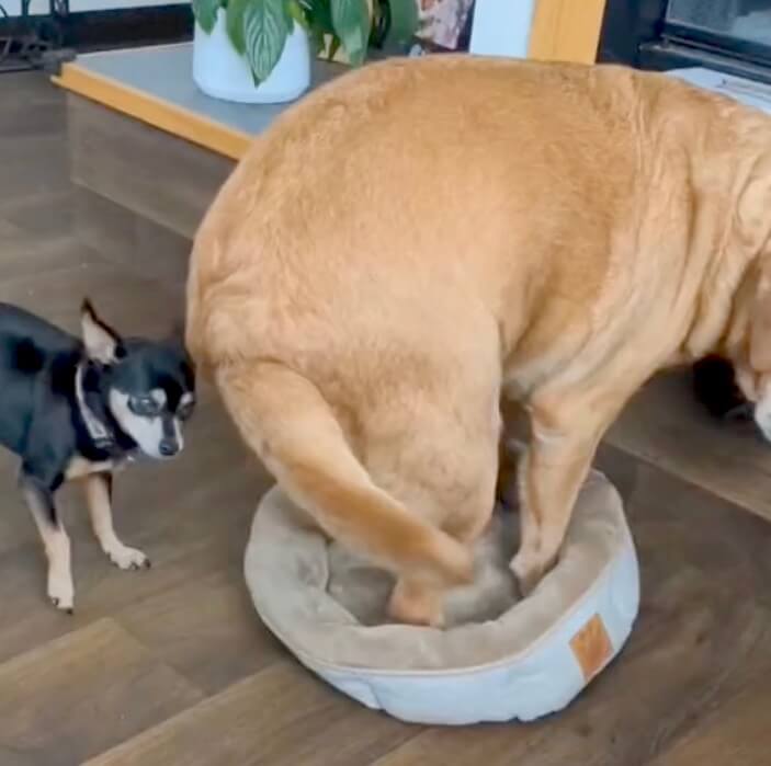 ラブラドールレトリーバー,動画