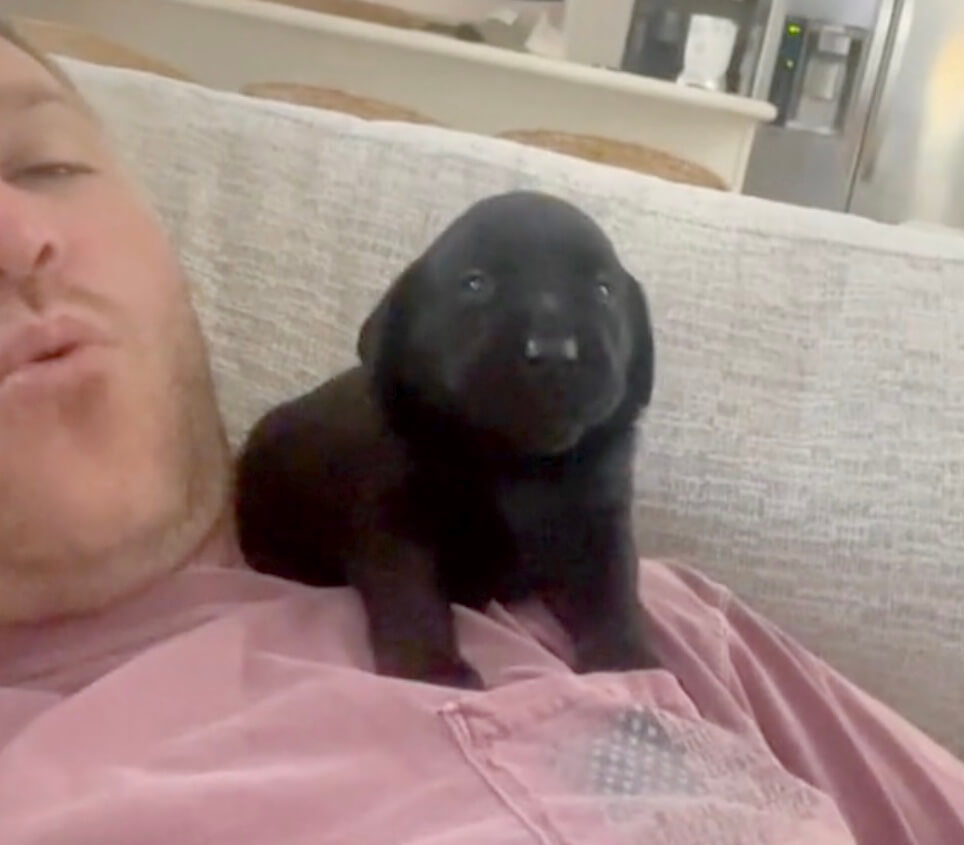 ラブラドールレトリーバー,動画