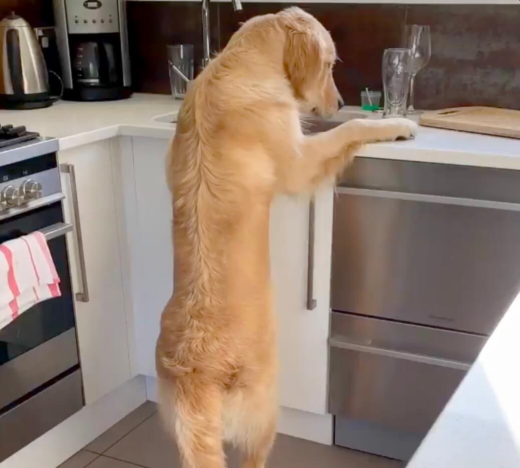 ゴールデンレトリーバー,動画