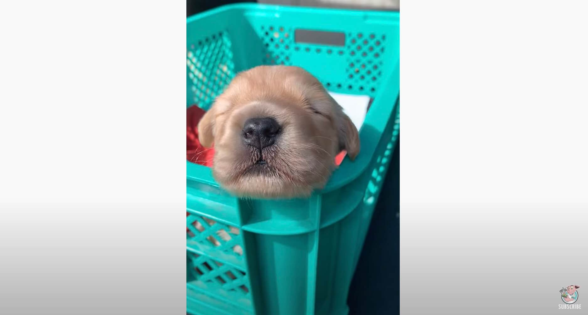 ゴールデンレトリーバー,動画