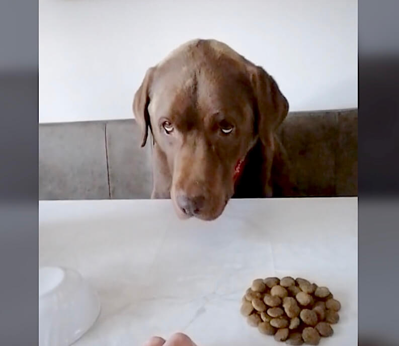 ラブラドールレトリーバー,動画