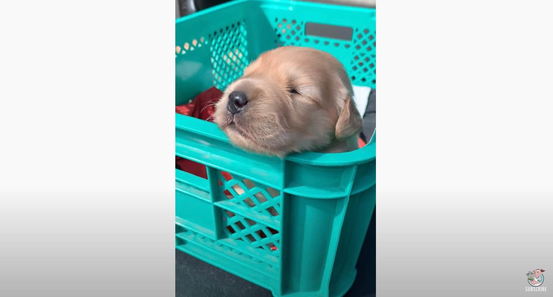 ゴールデンレトリーバー,動画