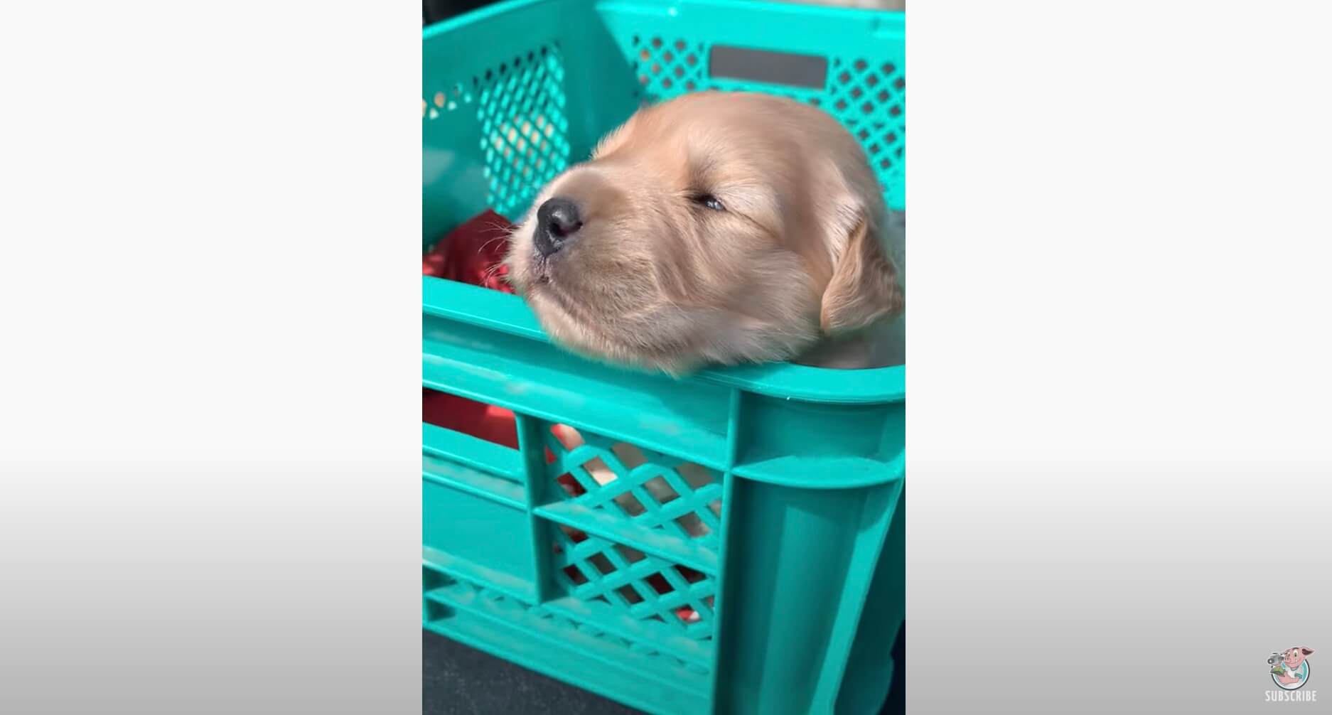 ゴールデンレトリーバー,動画