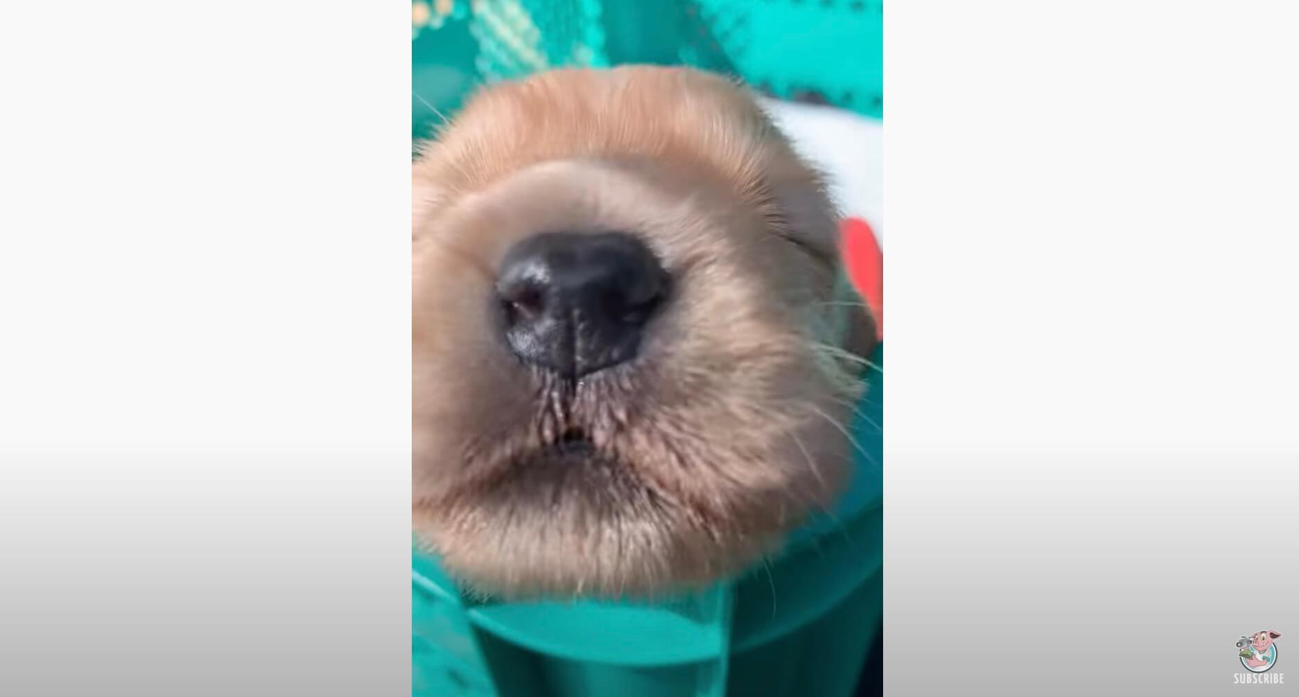 ゴールデンレトリーバー,動画