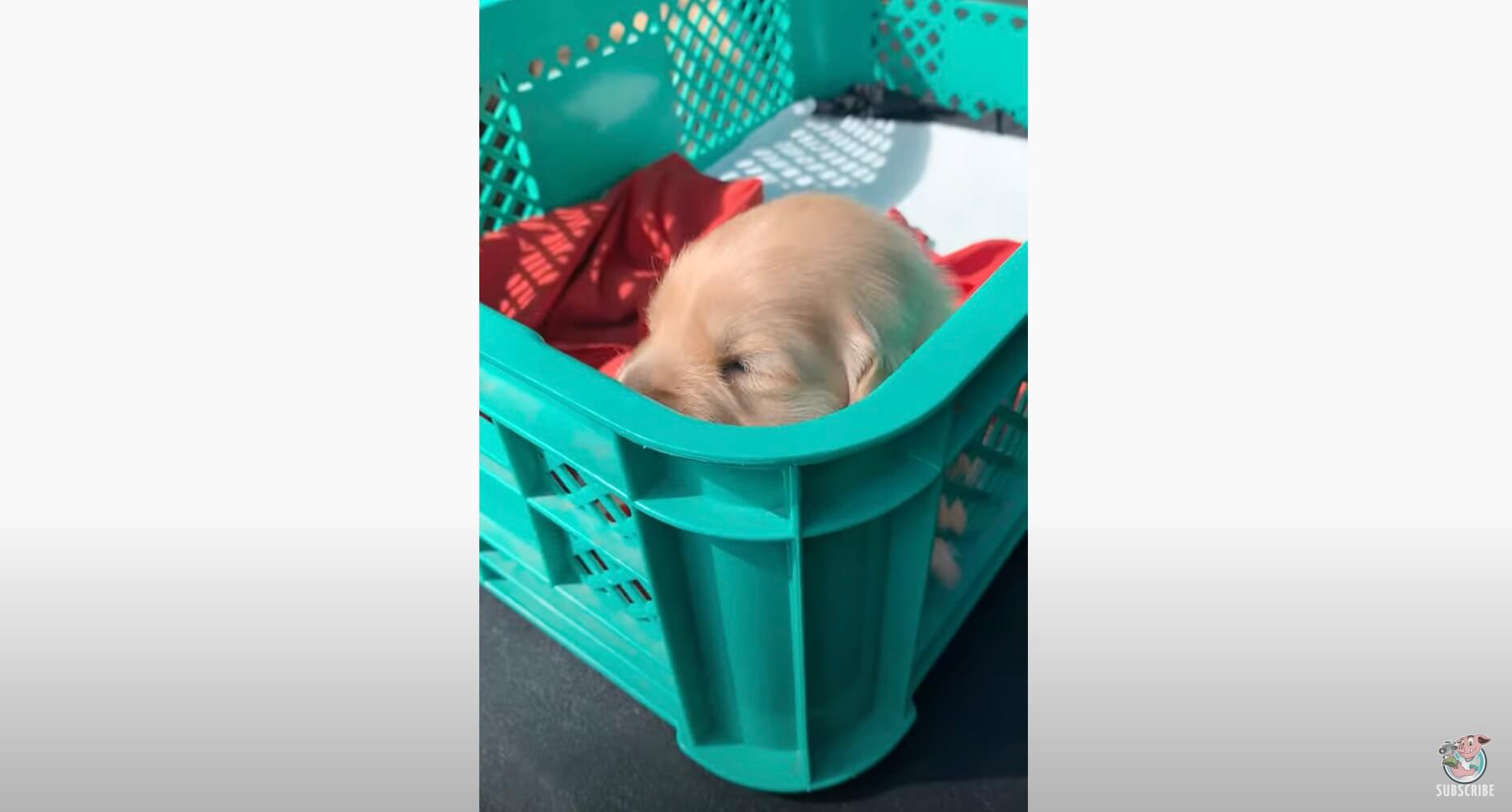 ゴールデンレトリーバー,動画