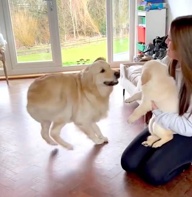 ゴールデンレトリーバー,動画