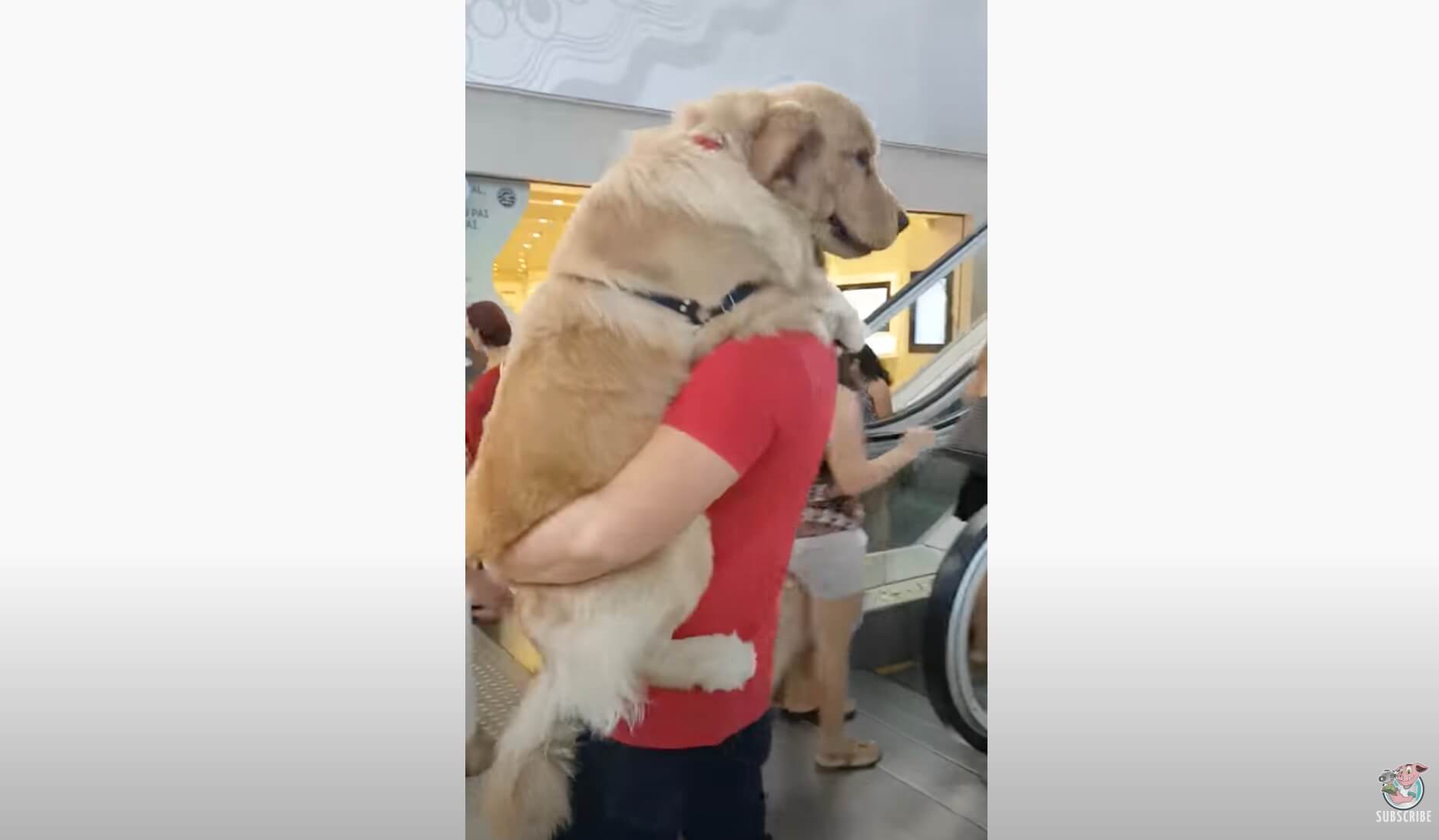 ゴールデンレトリーバー,動画