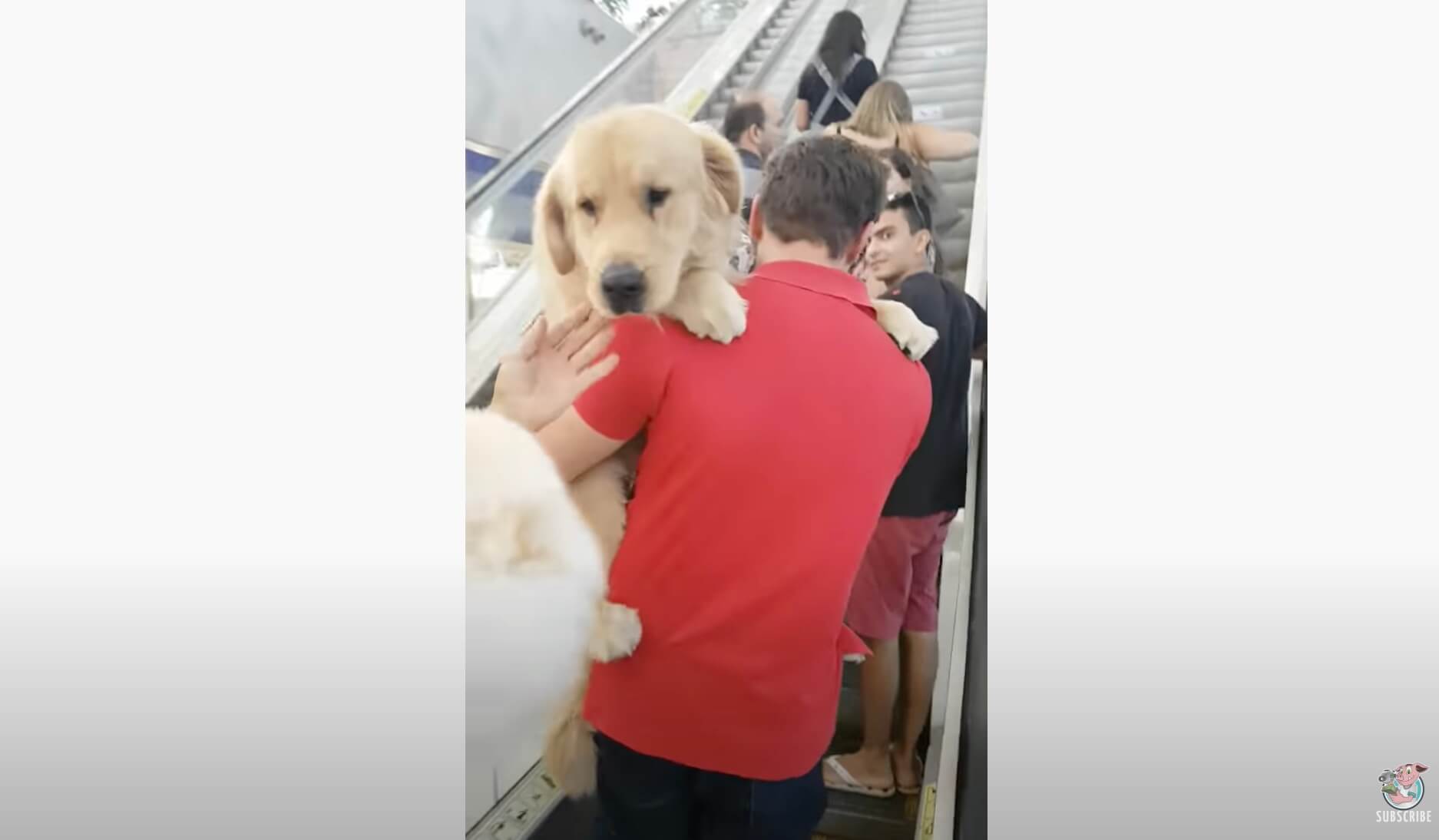 ゴールデンレトリーバー,動画