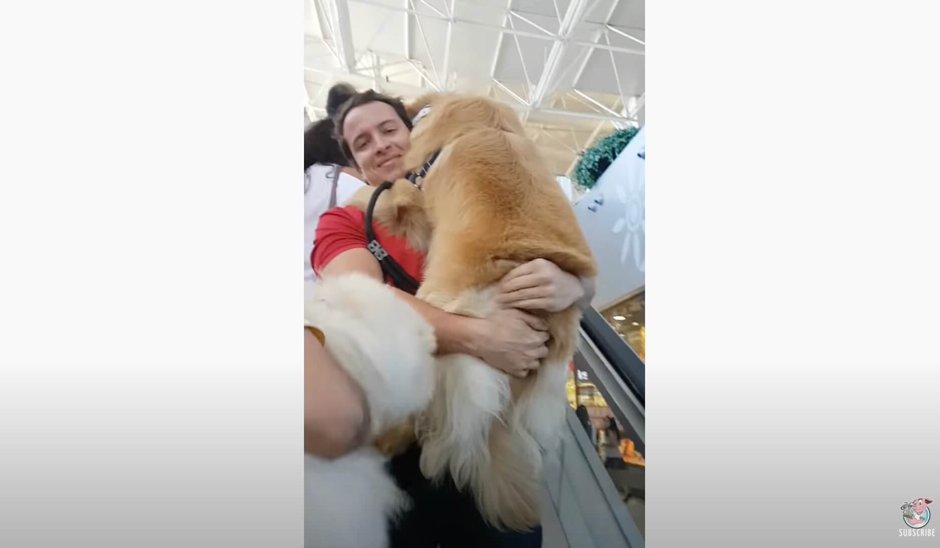 ゴールデンレトリーバー,動画