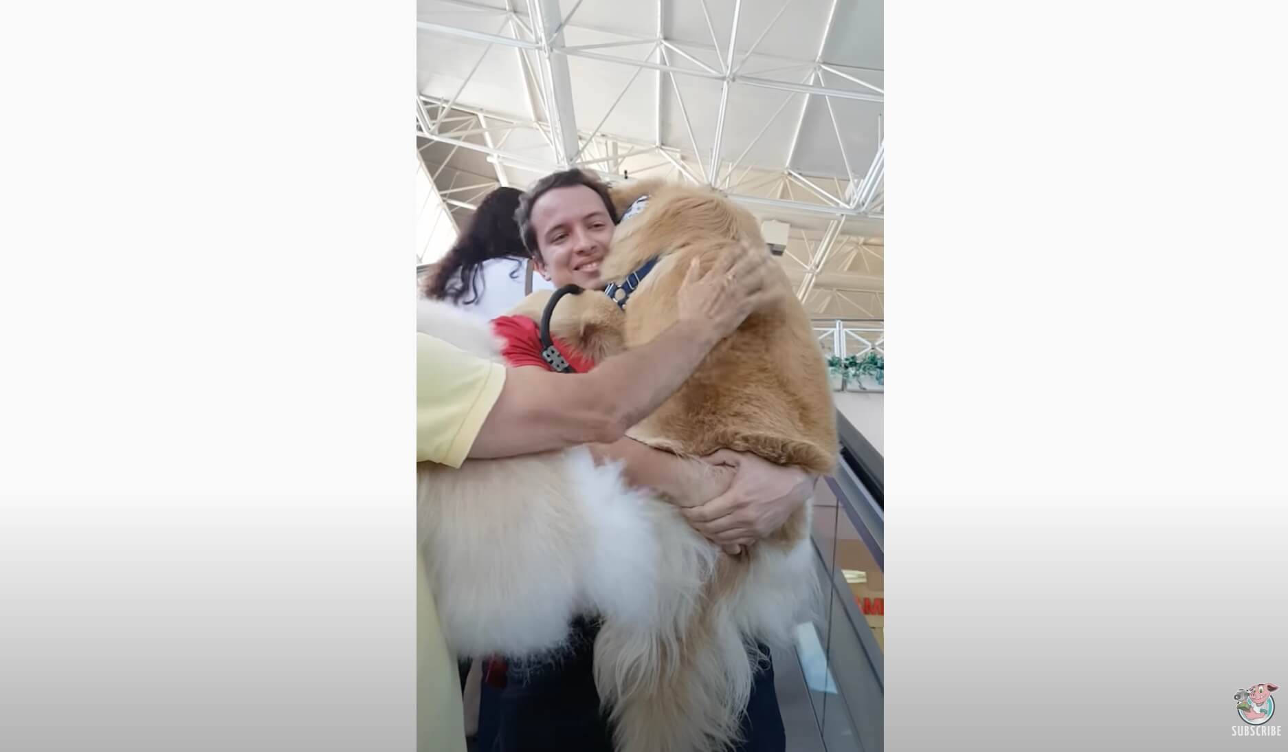 ゴールデンレトリーバー,動画