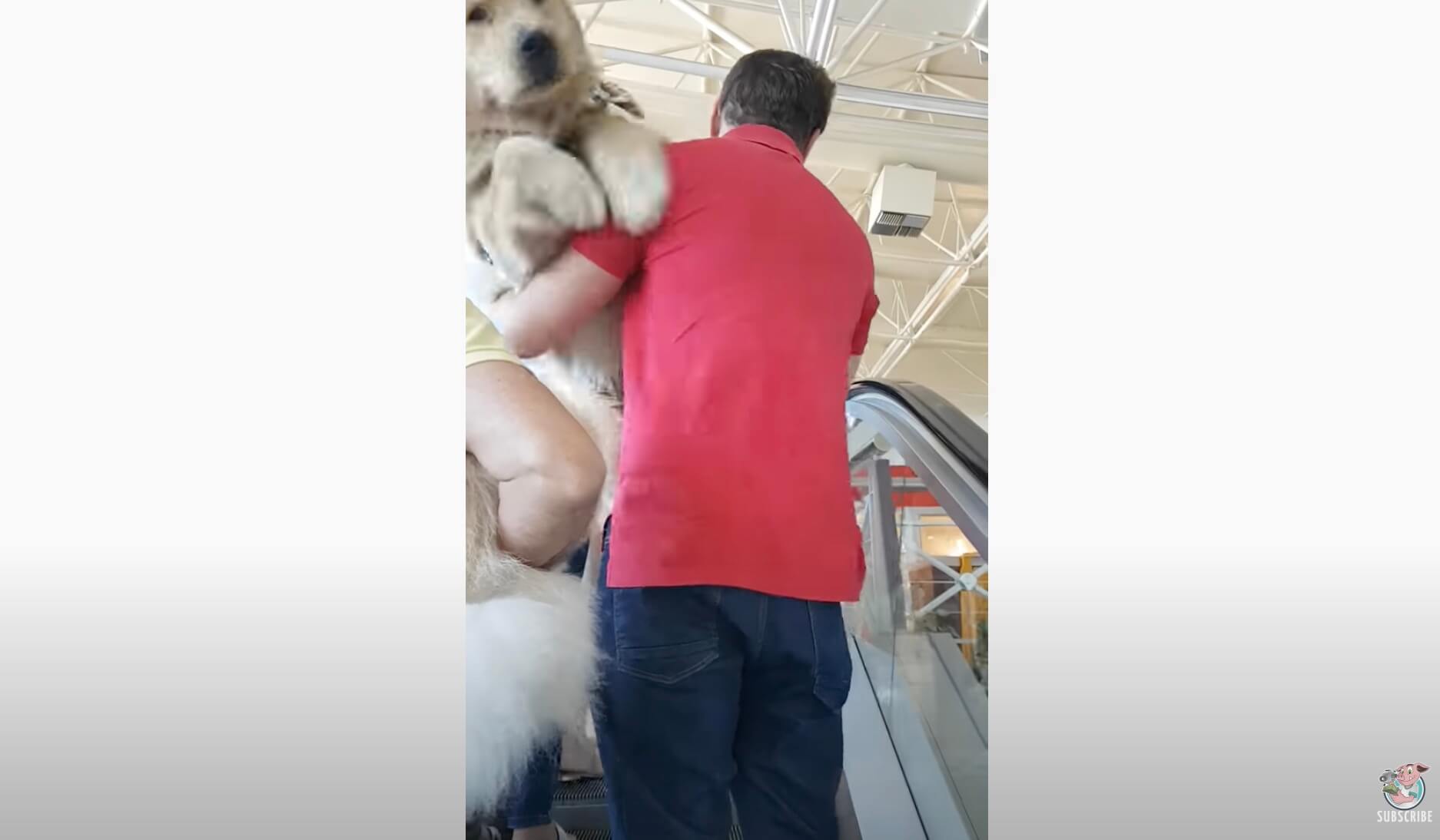 ゴールデンレトリーバー,動画