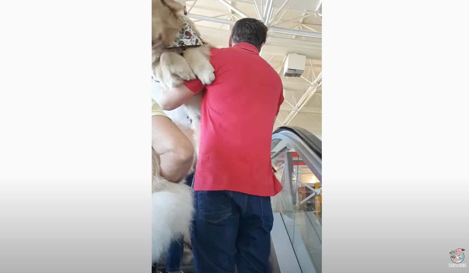 ゴールデンレトリーバー,動画