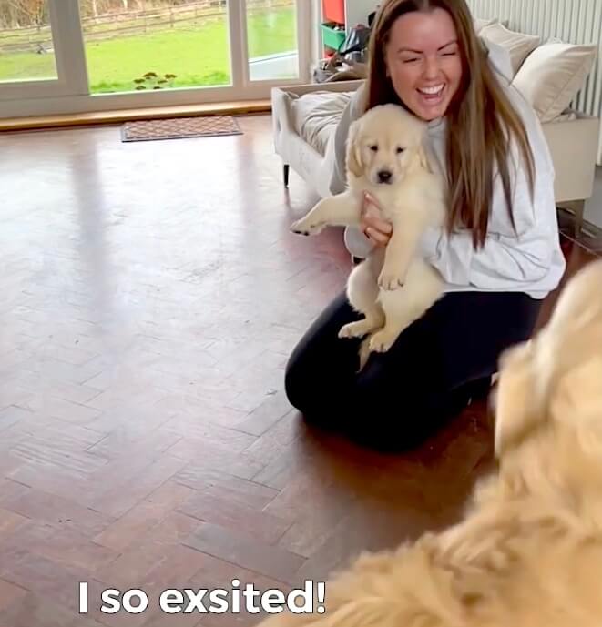 ゴールデンレトリーバー,動画