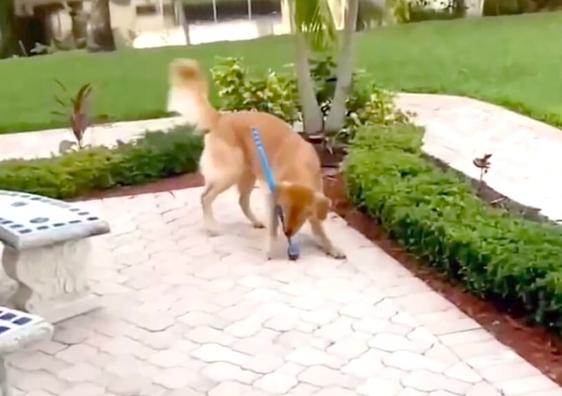 ゴールデンレトリーバー,動画