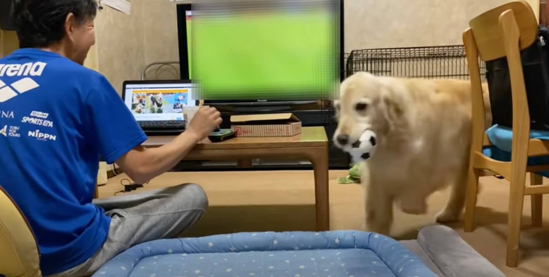 ゴールデンレトリーバー,動画