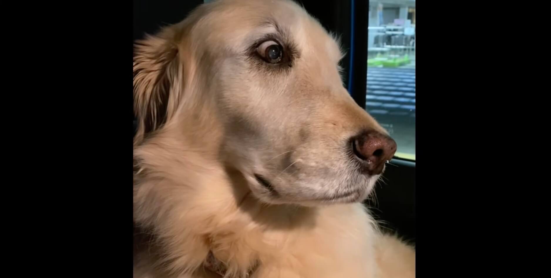 ゴールデンレトリーバー,動画