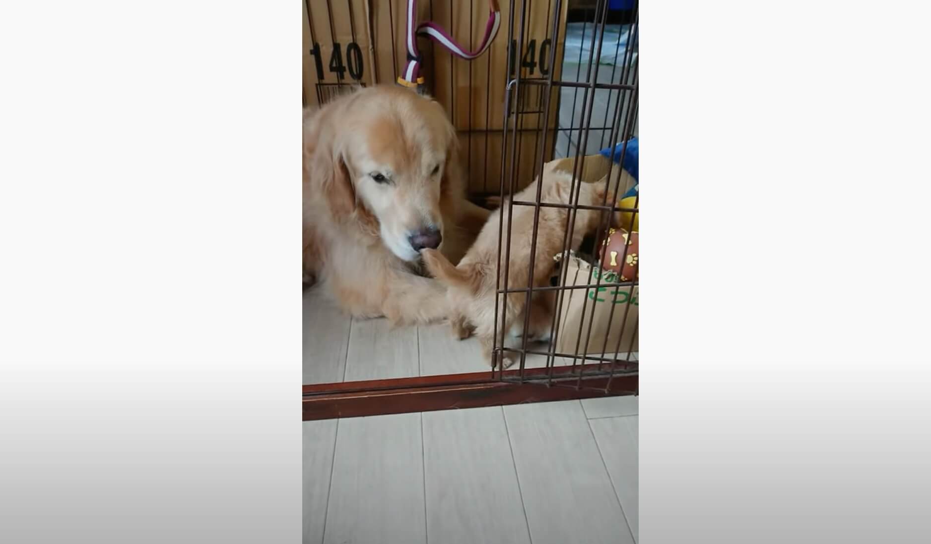 ゴールデンレトリーバー,動画