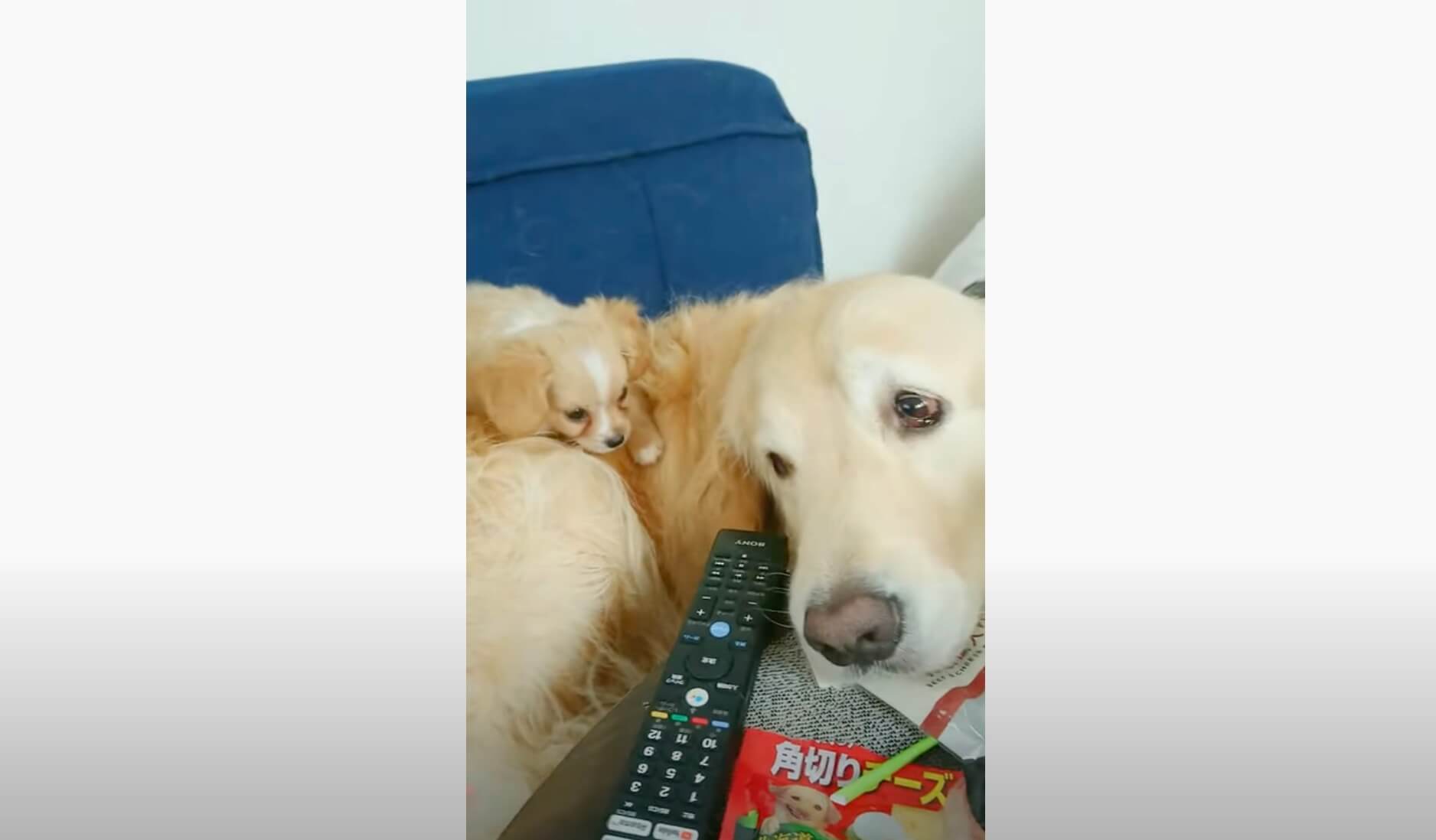 ゴールデンレトリーバー,動画