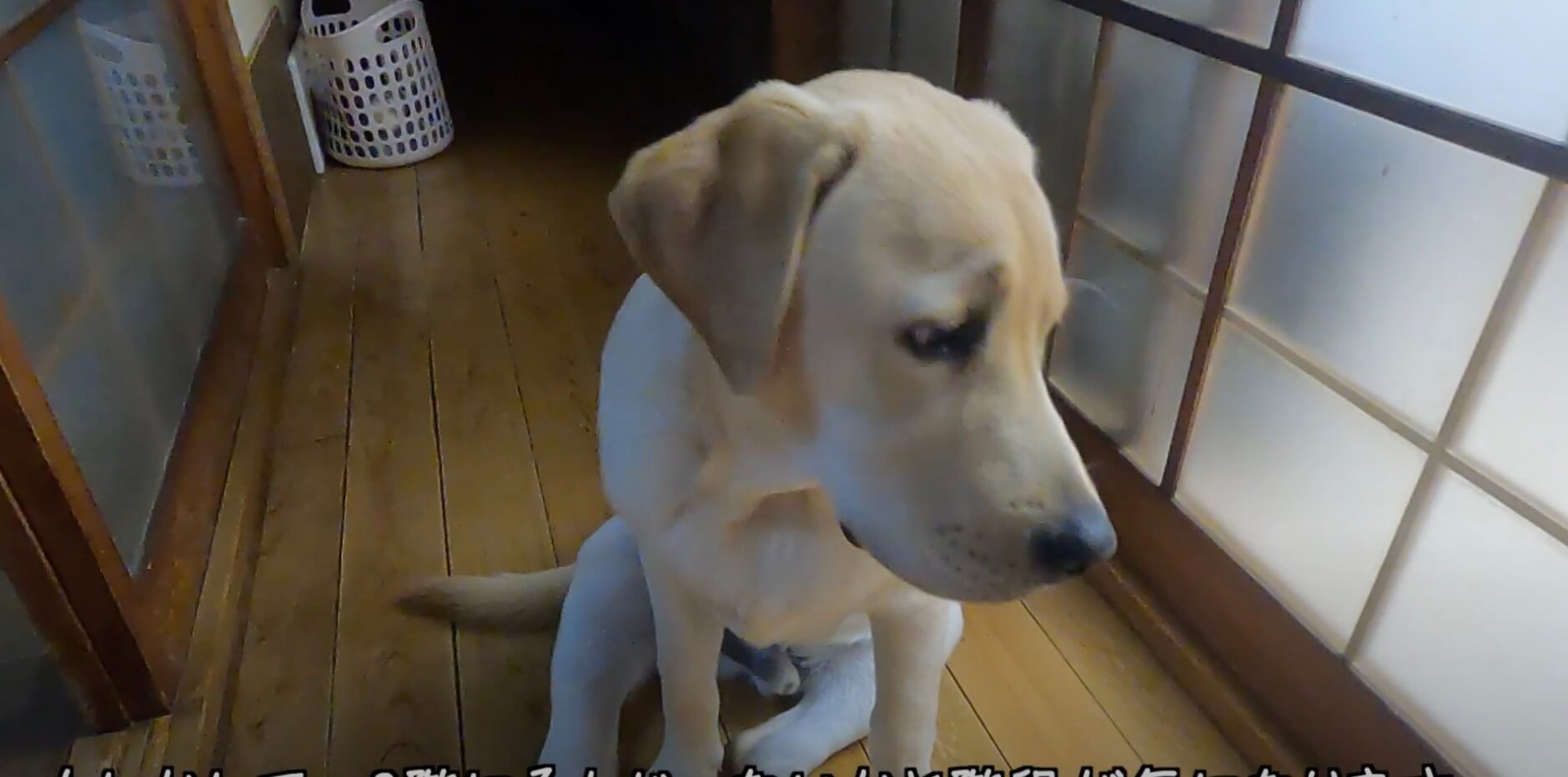 ラブラドールレトリーバー,動画