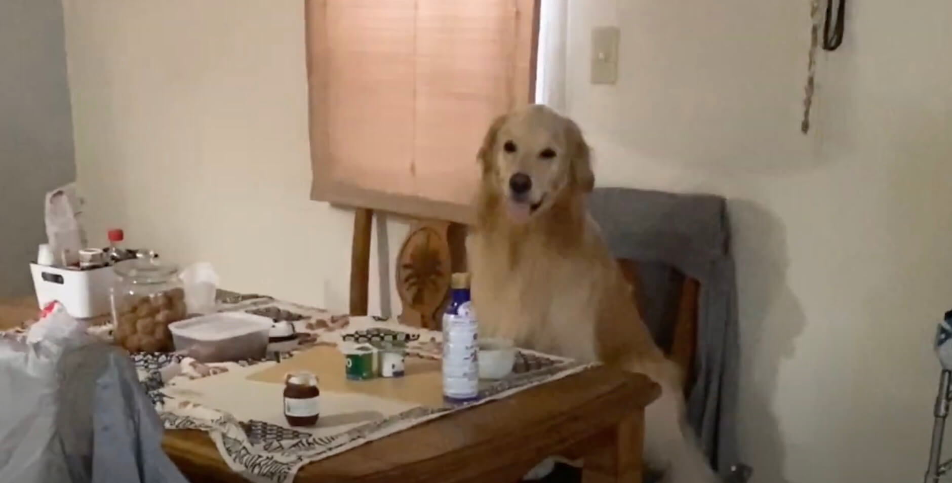 ゴールデンレトリーバー,動画