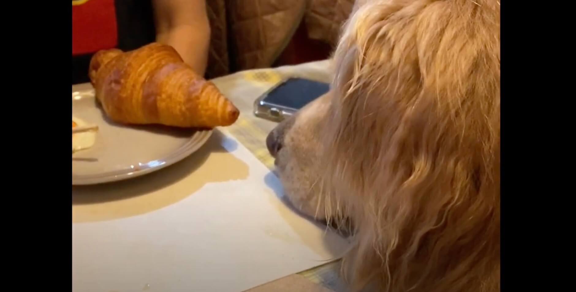 ゴールデンレトリーバー,動画