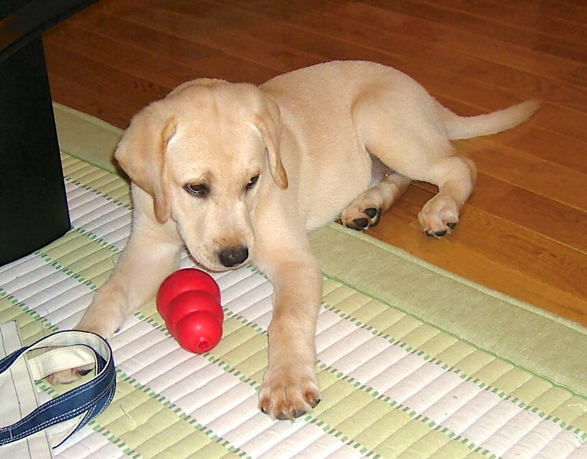 ラブラドール,パピー