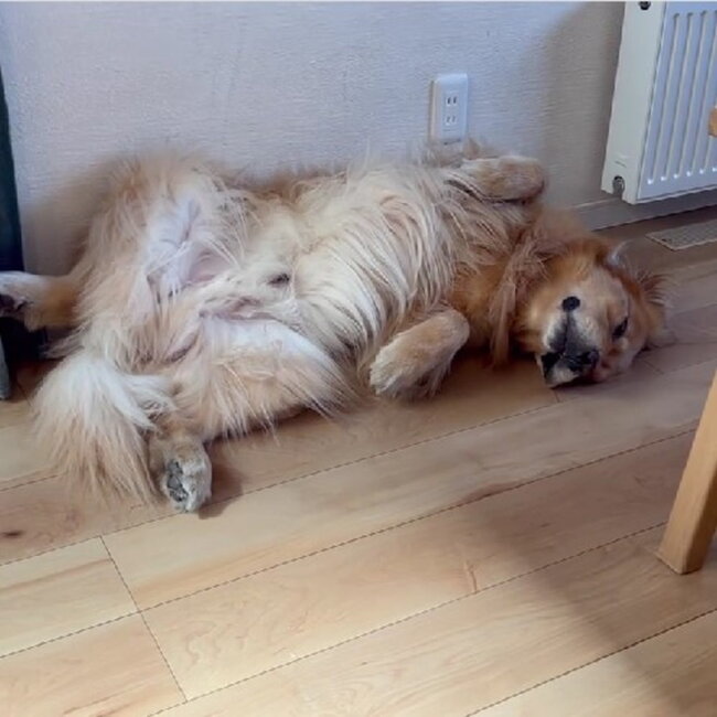 ゴールデンレトリーバー,動画