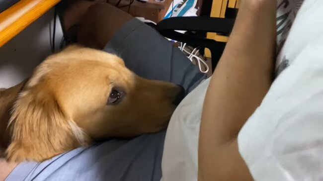 ゴールデンレトリーバー,動画