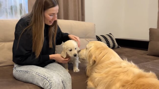 ゴールデンレトリーバー,動画