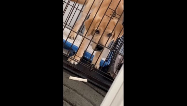 ラブラドールレトリーバー,動画