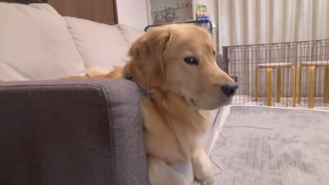 ゴールデンレトリーバー,動画