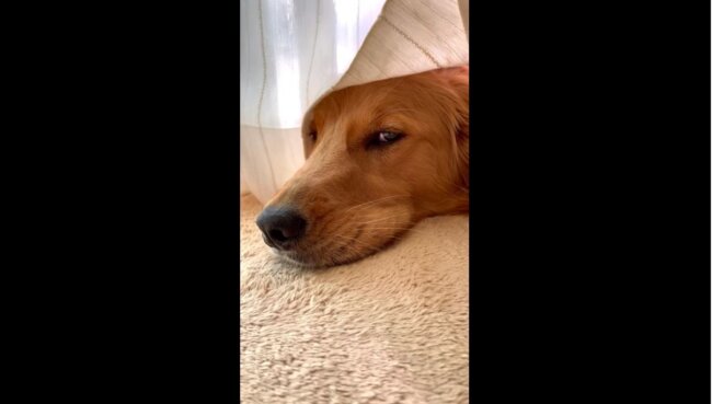 ゴールデンレトリーバー,動画