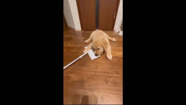 ゴールデンレトリーバー,動画