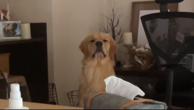 ゴールデンレトリーバー,動画