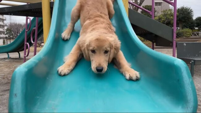 ゴールデンレトリーバー,動画