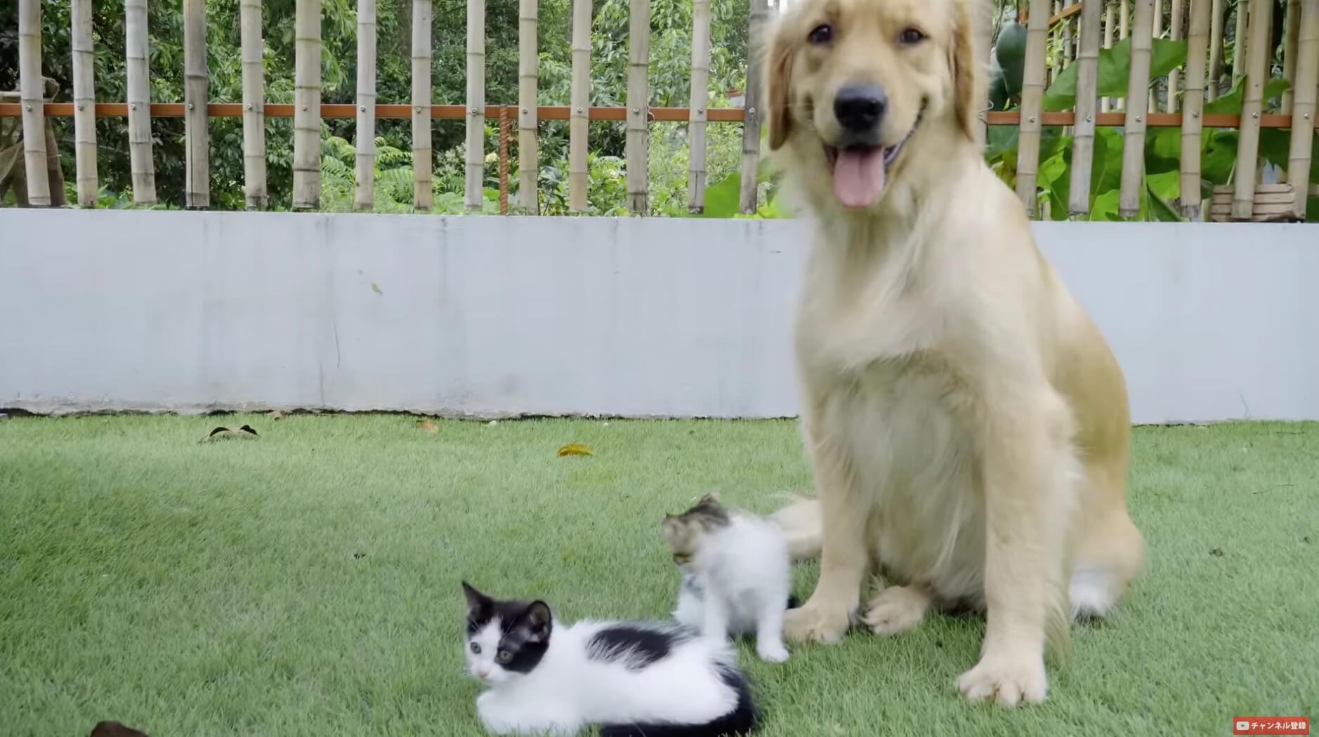 ゴールデンレトリーバー,動画