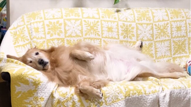 ゴールデンレトリーバー,動画