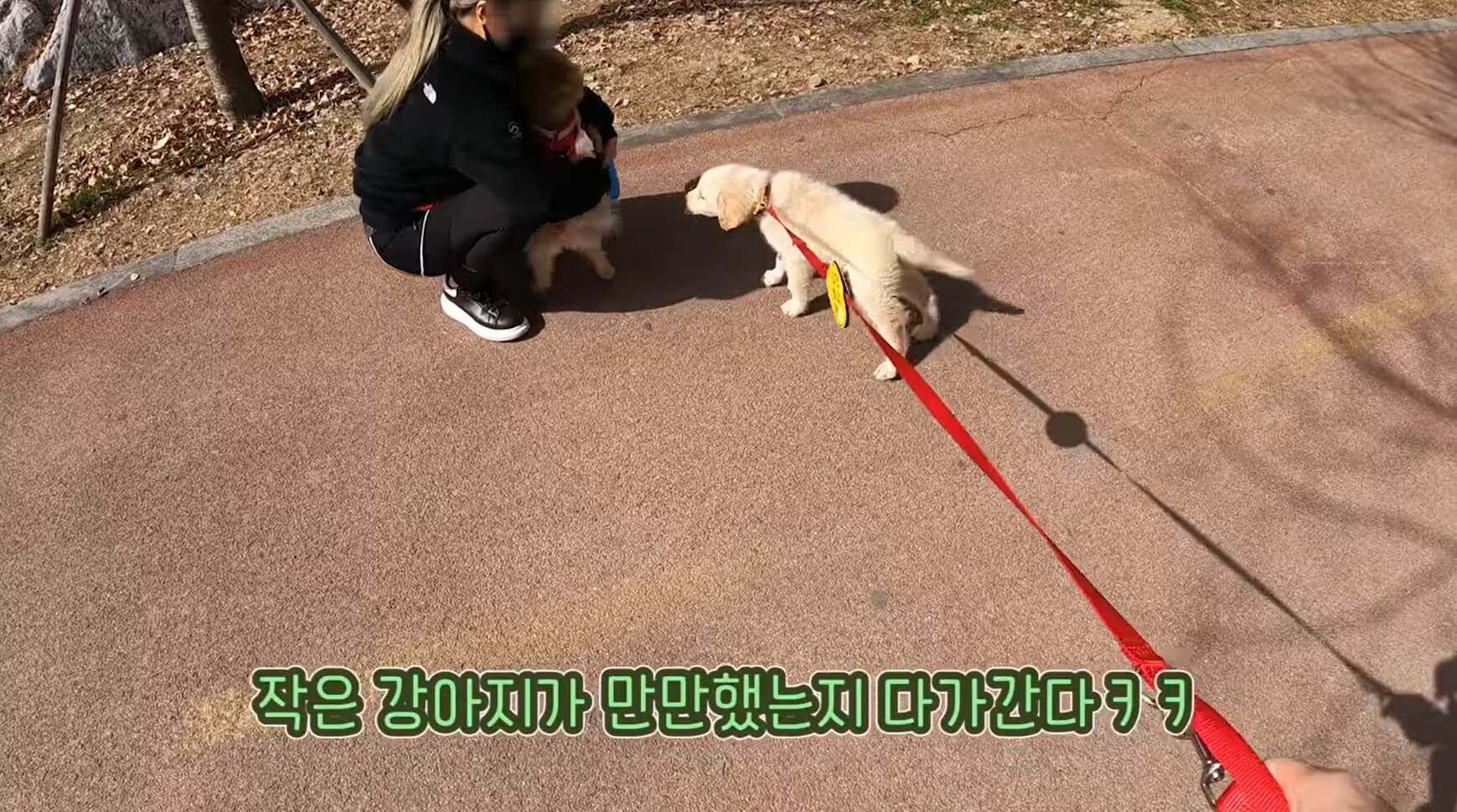 ゴールデンレトリーバー,動画