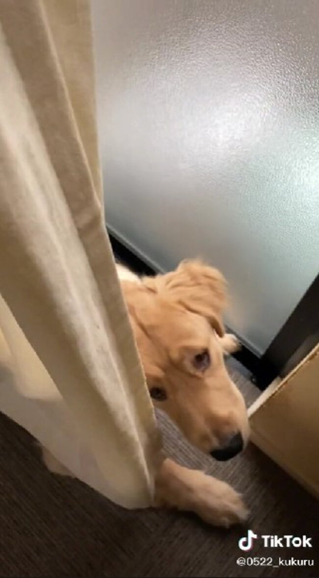 ゴールデンレトリーバー,動画