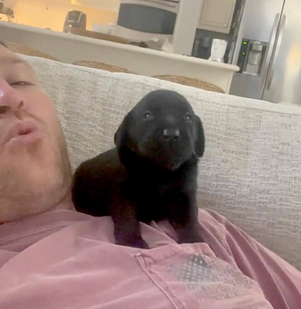 ラブラドールレトリーバー,動画