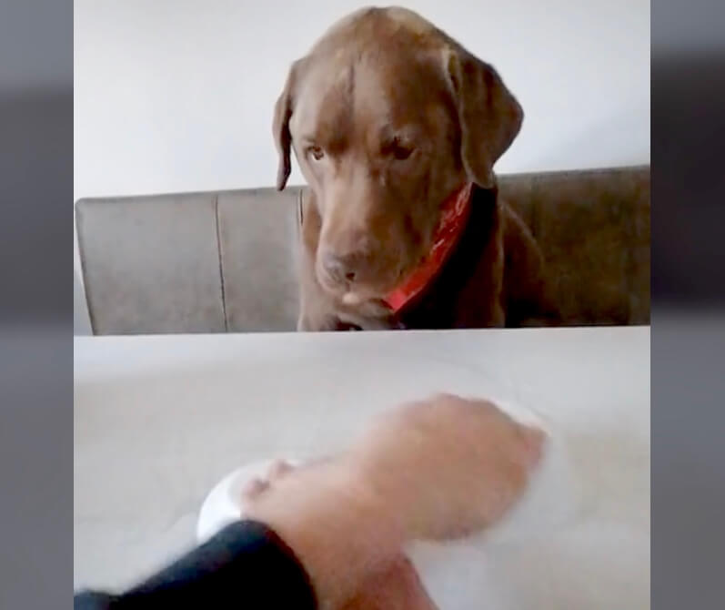 ラブラドールレトリーバー,動画