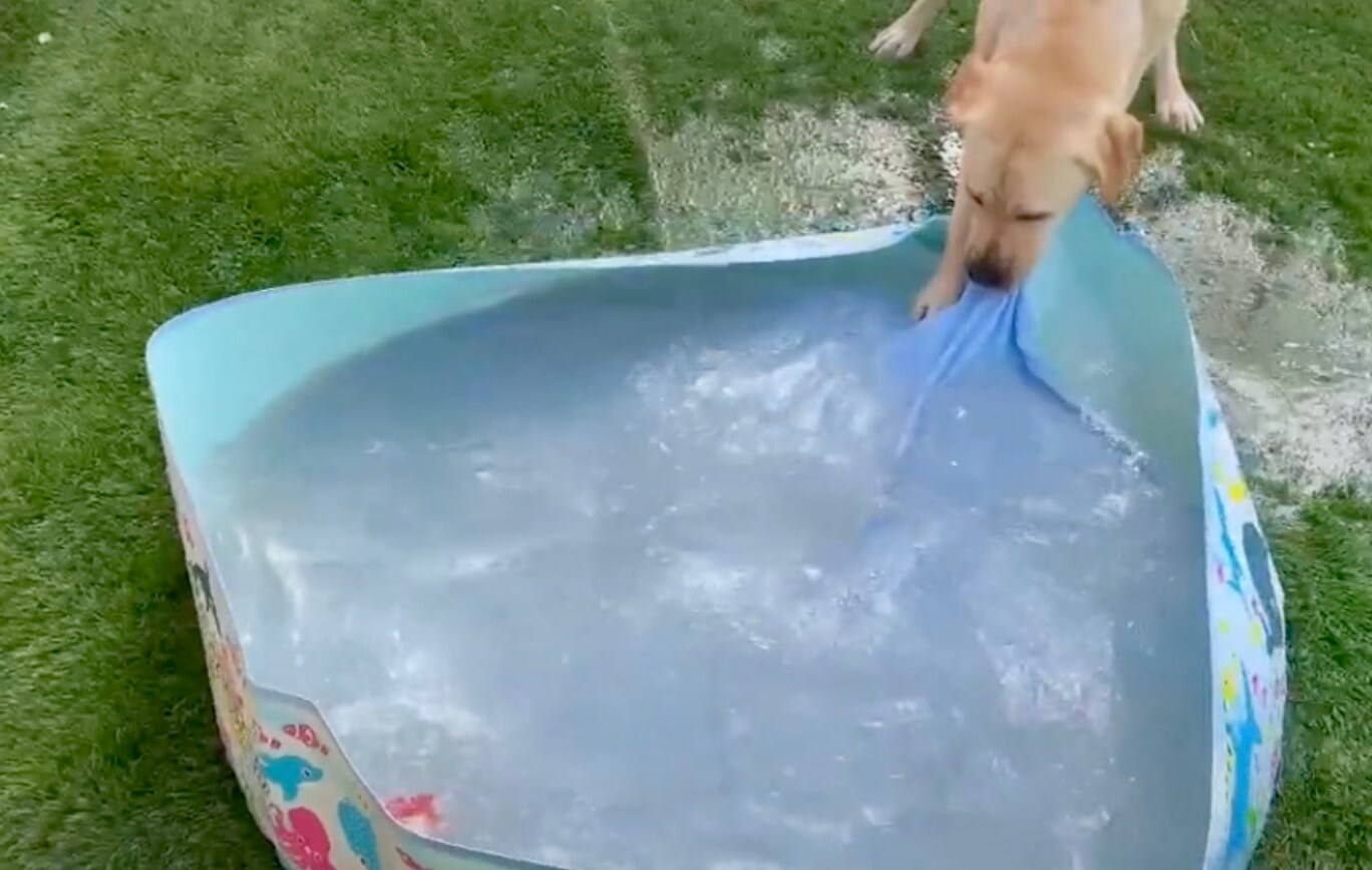 ラブラドールレトリーバー,動画