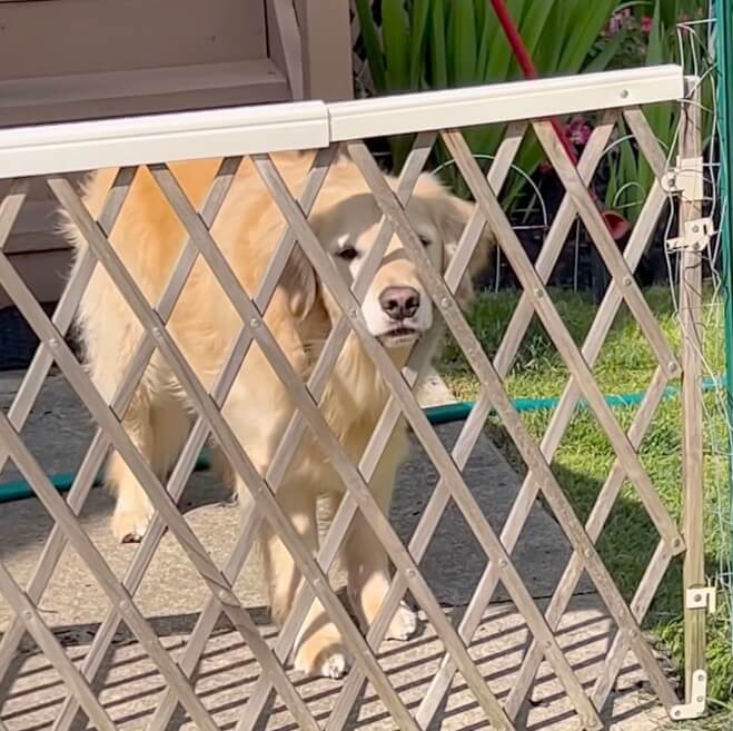 ゴールデンレトリーバー,動画